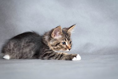 yalancı kedi portresi