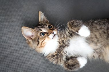 Oynak yavru kedi portresi