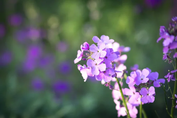 Wildblumen — Stockfoto