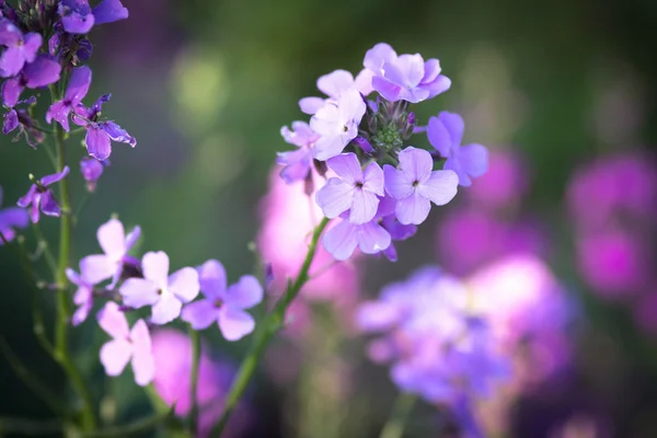 Wildblumen — Stockfoto