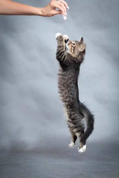 Active kitten jumps on hand with food