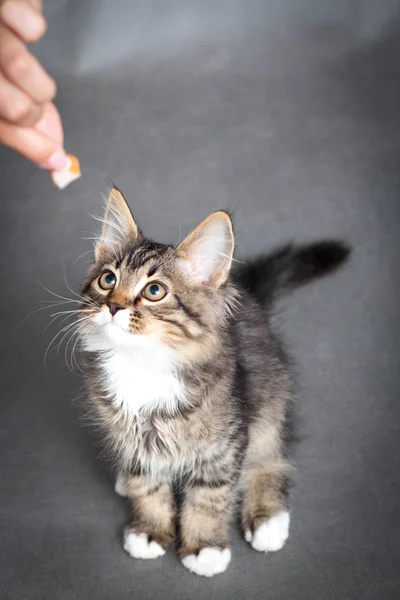 Menina alimenta um gatinho — Fotografia de Stock