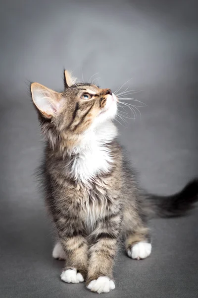 Pequeño gatito esponjoso sobre un fondo gris —  Fotos de Stock