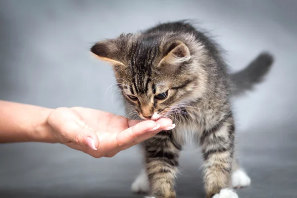 Chica alimenta a un gatito — Foto de Stock