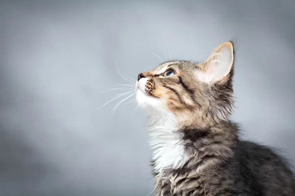 Kleines flauschiges Kätzchen auf grauem Hintergrund — Stockfoto