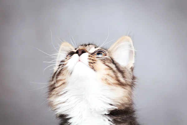 회색 배경에 작은 솜 털 고양이 — 스톡 사진