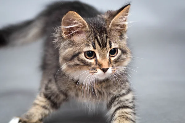 灰色の背景に小さなフワフワ子猫 — ストック写真