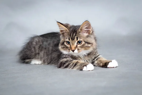 Lilla fluffiga kattunge på en grå bakgrund — Stockfoto