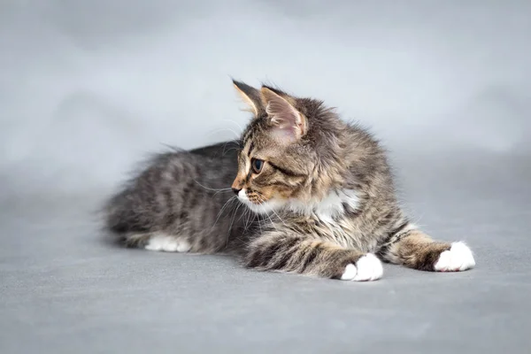 Weinig pluizig kitten op een grijze achtergrond — Stockfoto