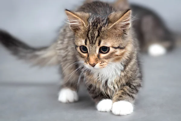 Lilla fluffiga kattunge på en grå bakgrund — Stockfoto