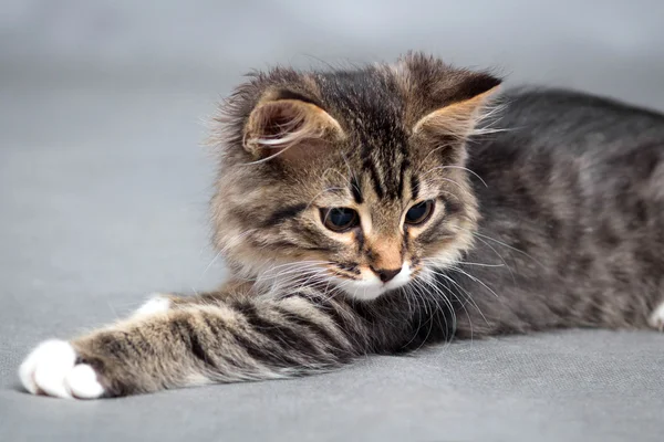 Lilla fluffiga kattunge på en grå bakgrund — Stockfoto