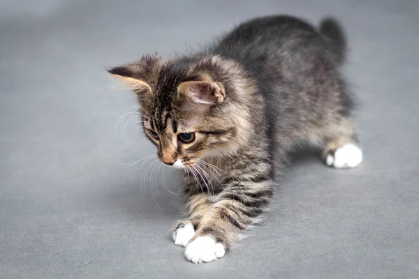 Portrait of the playful kitten — Stock Photo, Image