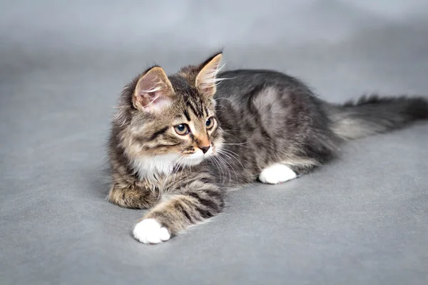 Retrato de gato mentiroso —  Fotos de Stock