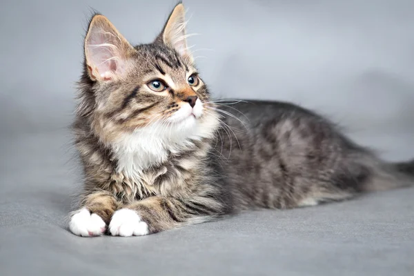 Portrait of lying cat — Stock Photo, Image