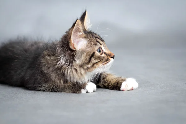 Pequeno gatinho fofo em um fundo cinza — Fotografia de Stock