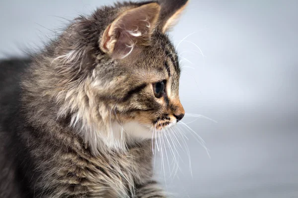 Pequeno gatinho fofo em um fundo cinza — Fotografia de Stock