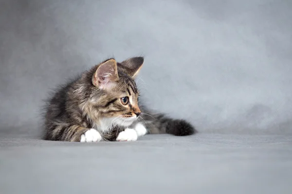 Портрет лживой кошки — стоковое фото