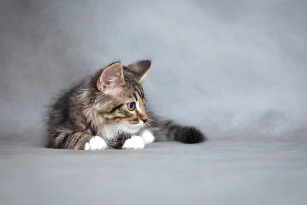 Portrait of lying cat — Stock Photo, Image