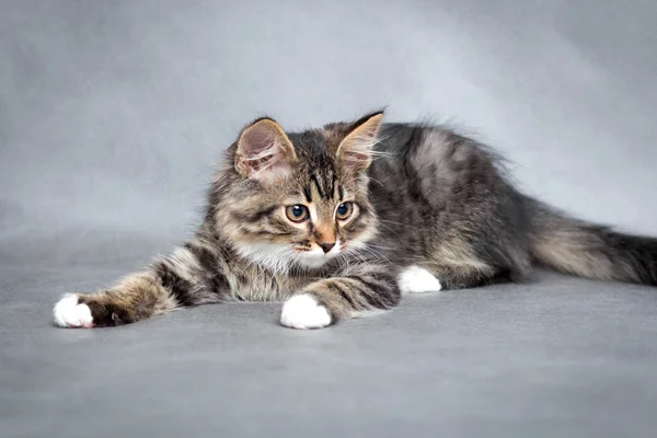 Porträtt av lekfull kattunge — Stockfoto