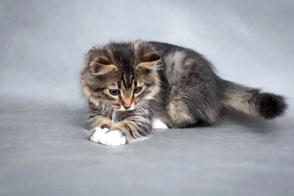 Lilla fluffiga kattunge på en grå bakgrund — Stockfoto