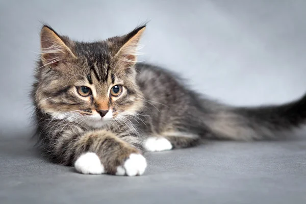 Pequeno gatinho fofo em um fundo cinza — Fotografia de Stock