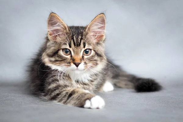 Портрет лживой кошки — стоковое фото