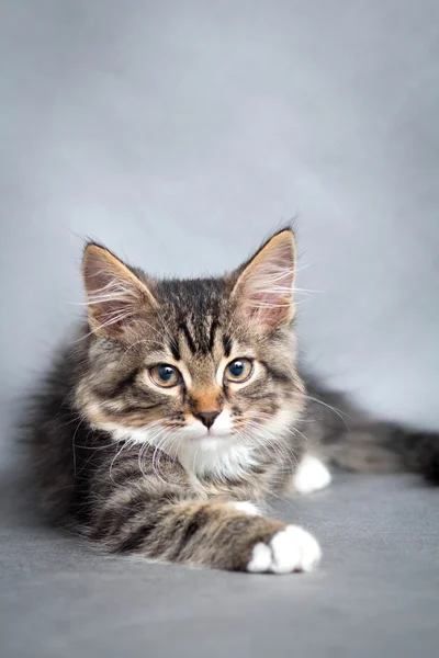 Retrato de gato deitado — Fotografia de Stock