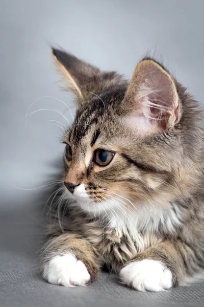 Gri bir arka plan üzerinde küçük tüylü kedi yavrusu — Stok fotoğraf