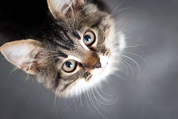 Pequeno gatinho fofo em um fundo cinza — Fotografia de Stock