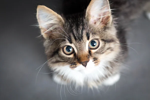 Pequeño gatito esponjoso sobre un fondo gris — Foto de Stock