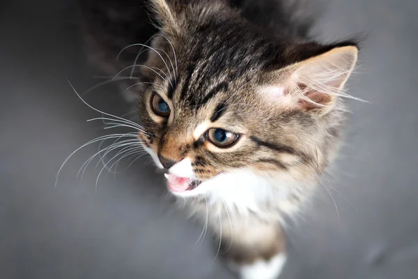 Retrato de um gatinho miando — Fotografia de Stock