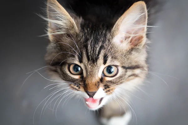 Portrét kotě mňoukání — Stock fotografie