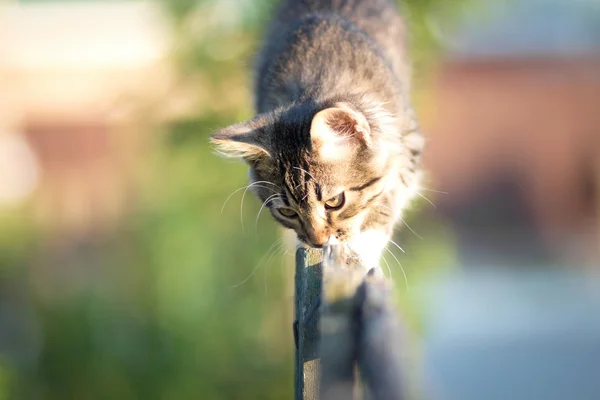 Kätzchen läuft auf Holzzaun — Stockfoto