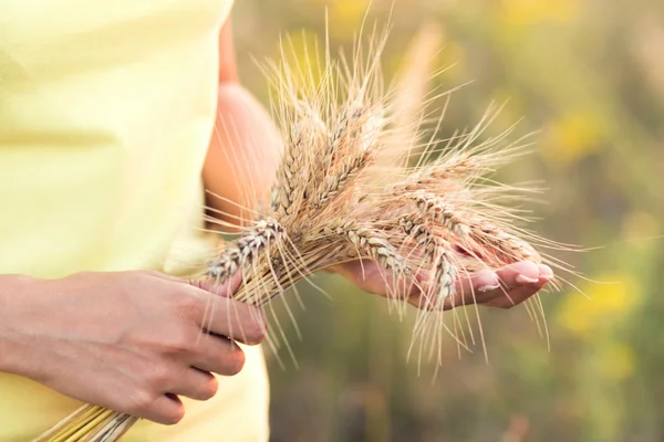 Girl with with ripe ears of barley in hand Royalty Free Stock Images