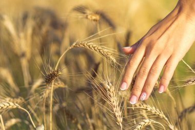 Kız kulakları ile alanında