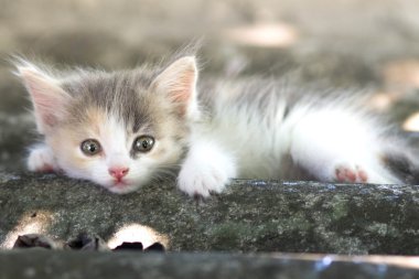 doğa üzerinde yürüyen küçük tüylü yavru kedi