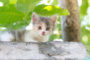 doğa üzerinde yürüyen küçük tüylü yavru kedi