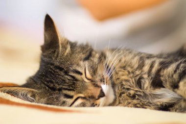 Uyuyan kedi