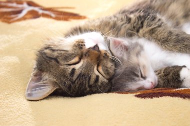 iki yavru kedi yatakta uyumak