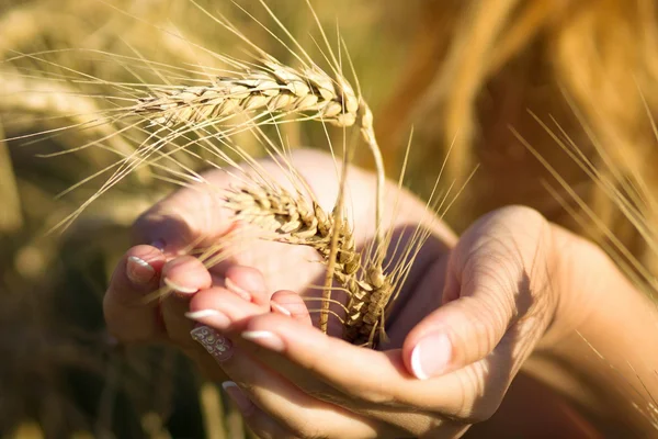 女孩的手里拿着的大麦的耳朵 — 图库照片