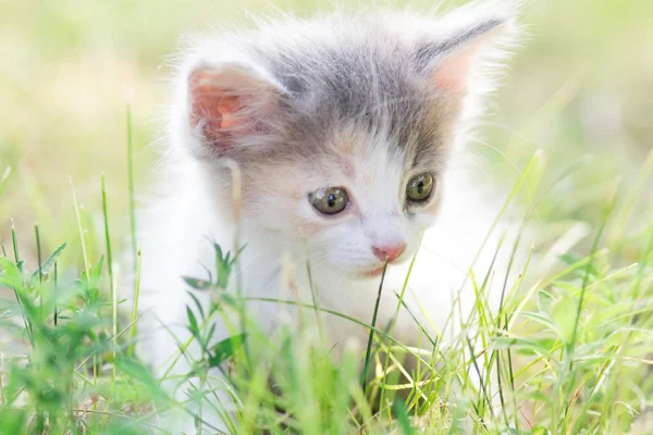 Kleine flauschige Kätzchen, die in der Natur spazieren gehen — Stockfoto
