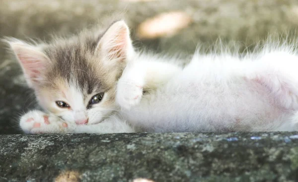 Pequeno gatinho fofo andando na natureza — Fotografia de Stock