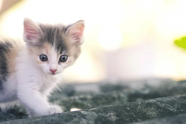 Small fluffy kitten walking on nature — Stock Photo, Image