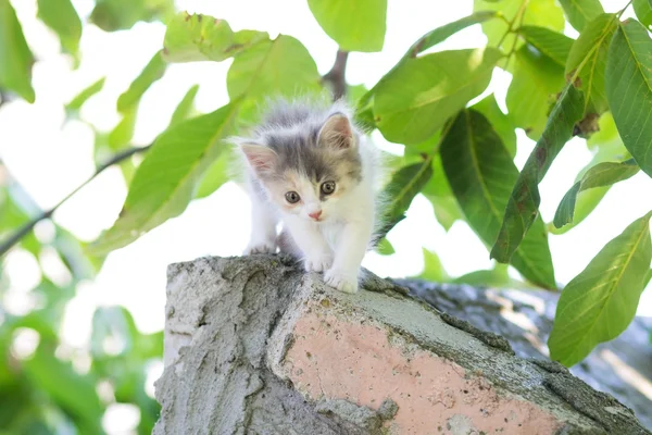 Маленький пушистый котенок гуляет по природе — стоковое фото