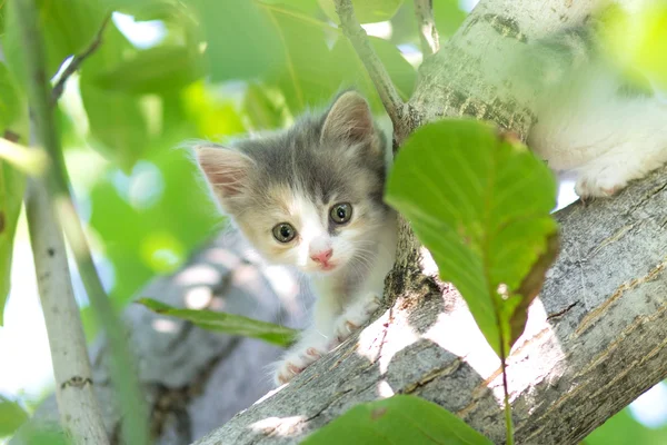 Маленький пушистый котенок гуляет по природе — стоковое фото