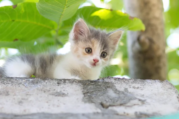 Small fluffy kitten walking on nature — Stock Photo, Image