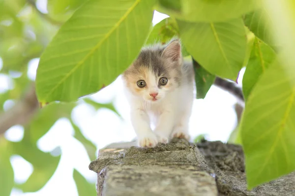 Small fluffy kitten walking on nature — Stock Photo, Image