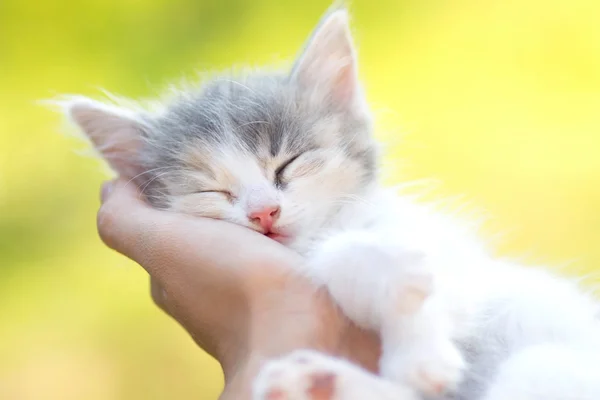 Pequeño durmiendo gatito en las manos de chica — Foto de Stock