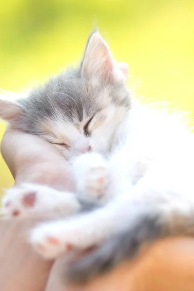 Little  sleeping kitten in the hands of girl — Stock Photo, Image