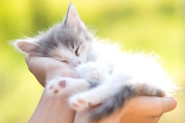 Weinig slapende katje in de handen van meisje — Stockfoto